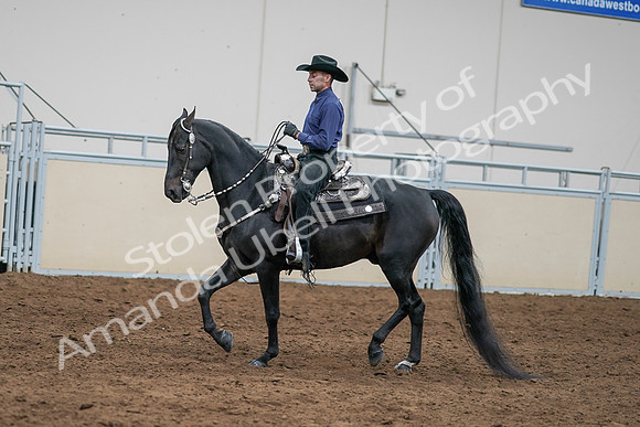 2020 - AB Morgan Horse - Sun, Sept 06 - 07655