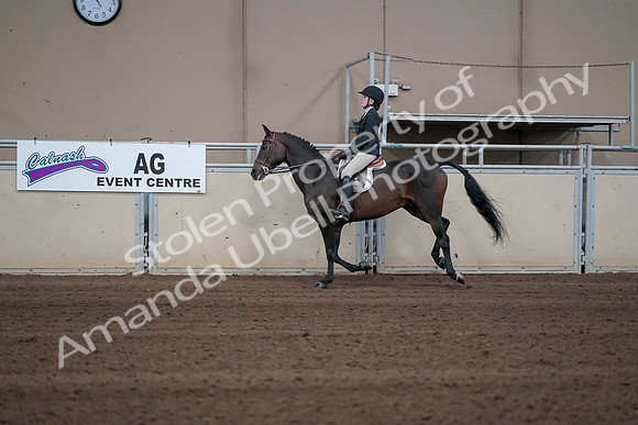 2019 Morgan Horse Show - Sept 01, 2019 - 03776