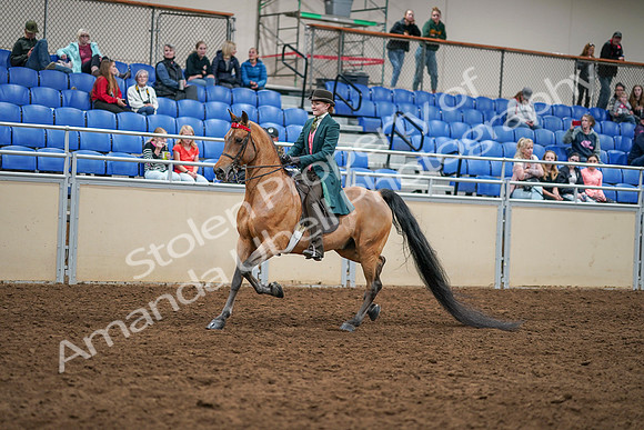 2020 - AB Morgan Horse - Sat, Sept 05 - 13765