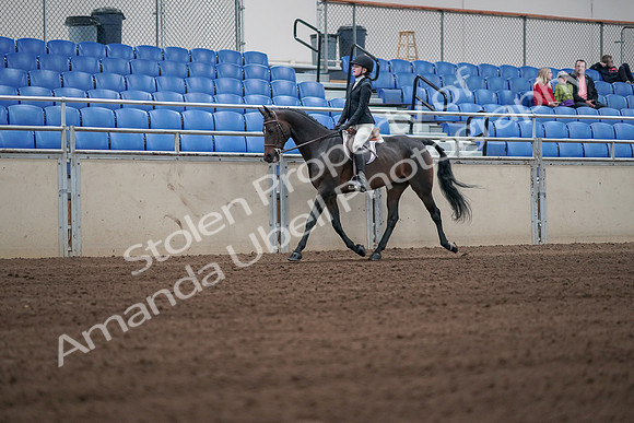 2019 Morgan Horse Show - Sept 01, 2019 - 03696