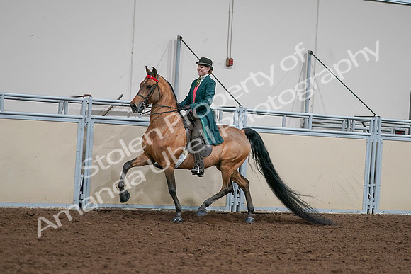 2020 - AB Morgan Horse - Sat, Sept 05 - 13679
