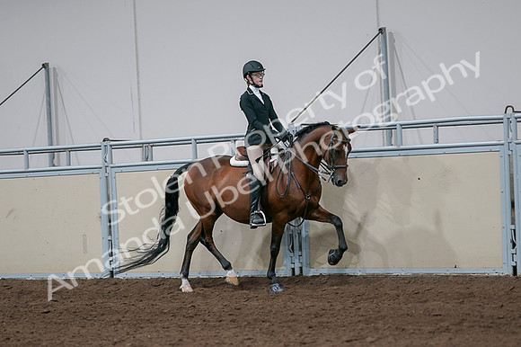 2020 - AB Morgan Horse - Fri, Sept 04 - 05993