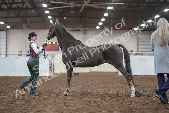 2019 Morgan Horse Show - Aug 31, 2019 - 01991