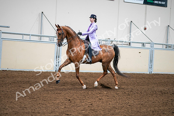 2020 - AB Morgan Horse - Fri, Sept 04 - 04919