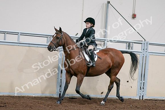 2020 - AB Morgan Horse - Fri, Sept 04 - 02050