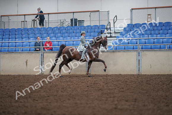 2019 Morgan Horse Show - Aug 30, 2019 - 18113