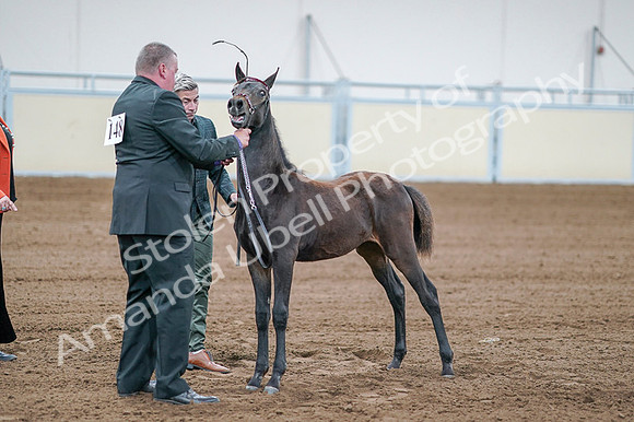 2020 - AB Morgan Horse - Fri, Sept 04 - 06207