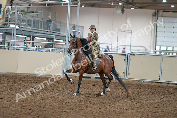 2020 - AB Morgan Horse - Sat, Sept 05 - 05267