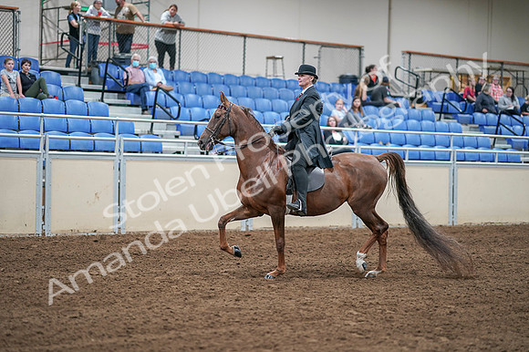 2020 - AB Morgan Horse - Fri, Sept 04 - 07927