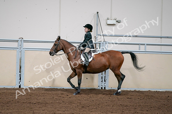2020 - AB Morgan Horse - Fri, Sept 04 - 02067