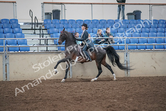 2019 Morgan Horse Show - Aug 31, 2019 - 08777