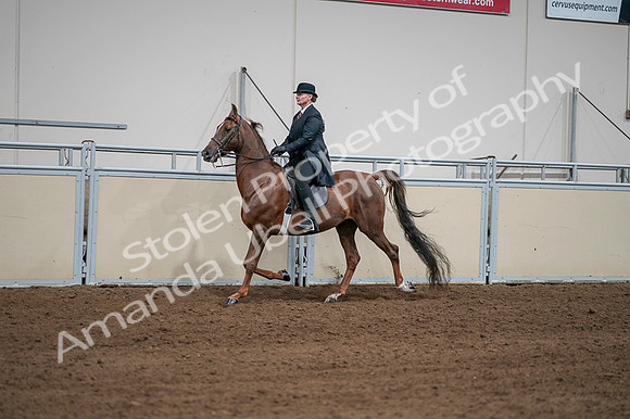 2020 - AB Morgan Horse - Fri, Sept 04 - 07967
