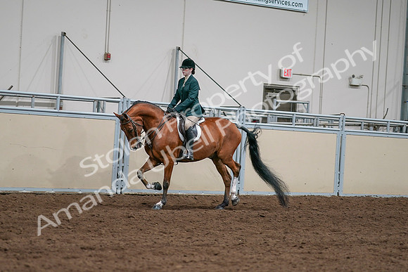 2020 - AB Morgan Horse - Sat, Sept 05 - 05009