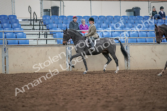 2019 Morgan Horse Show - Aug 30, 2019 - 20057