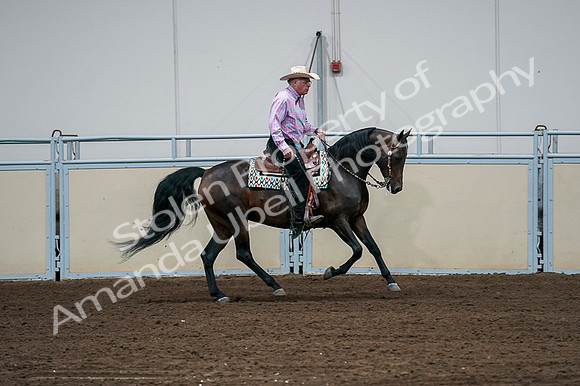 2020 - AB Morgan Horse - Fri, Sept 04 - 00556