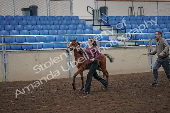 2019 Morgan Horse Show - Aug 31, 2019 - 00380