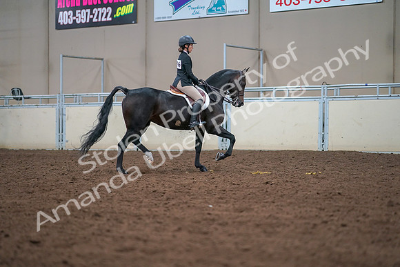2019 Morgan Horse Show - Aug 30, 2019 - 20953