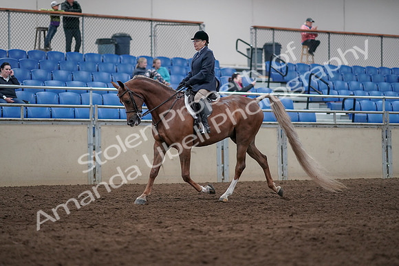 2019 Morgan Horse Show - Sept 01, 2019 - 08523