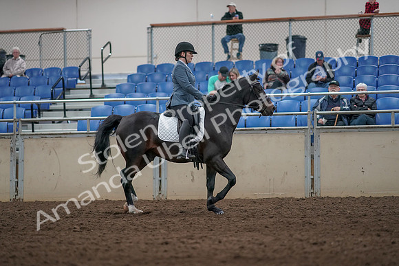2019 Morgan Horse Show - Aug 31, 2019 - 07452