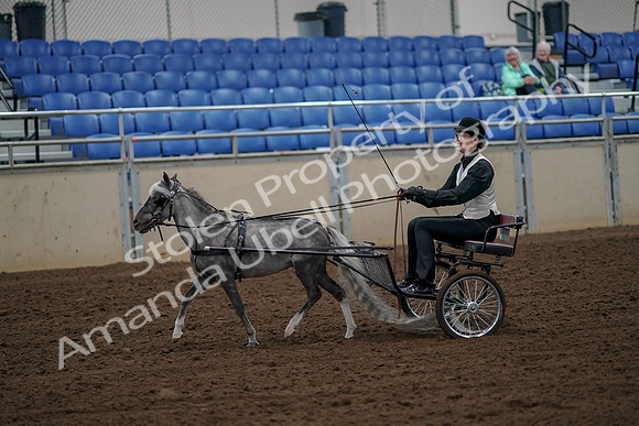 2019 Morgan Horse Show - Aug 30, 2019 - 13140