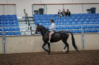 2019 Morgan Horse Show - Aug 30, 2019 - 31036