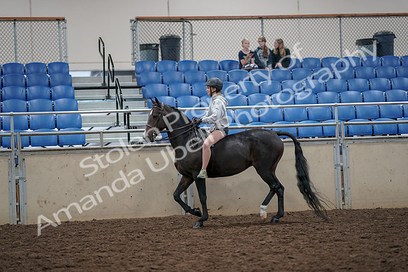 2019 Morgan Horse Show - Aug 30, 2019 - 31036