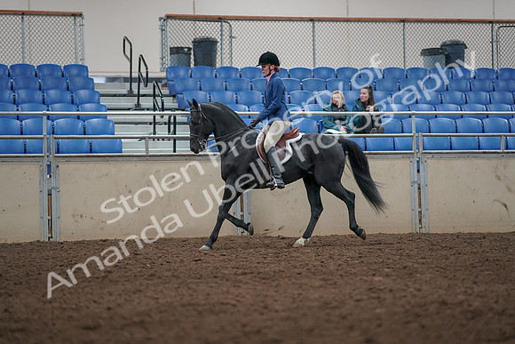 2019 Morgan Horse Show - Aug 31, 2019 - 07277