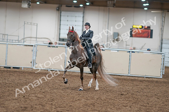 2020 - AB Morgan Horse - Sat, Sept 05 - 12925