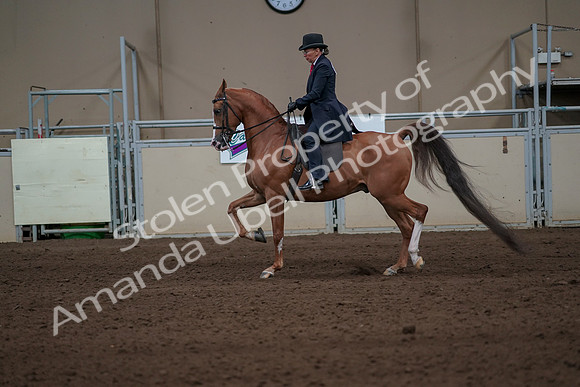 2019 Morgan Horse Show - Sept 01, 2019 - 11923