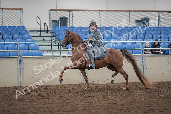 2019 Morgan Horse Show - Aug 30, 2019 - 15366