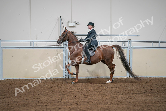 2020 - AB Morgan Horse - Fri, Sept 04 - 07981
