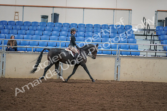 2019 Morgan Horse Show - Aug 30, 2019 - 12460