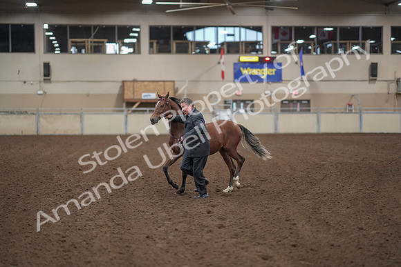 2019 Morgan Horse Show - Aug 31, 2019 - 00239