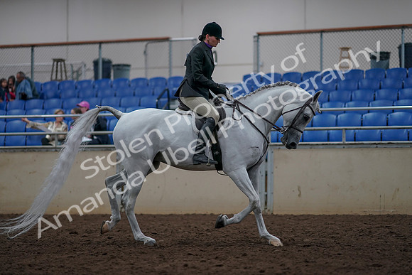 2019 Morgan Horse Show - Aug 31, 2019 - 16153