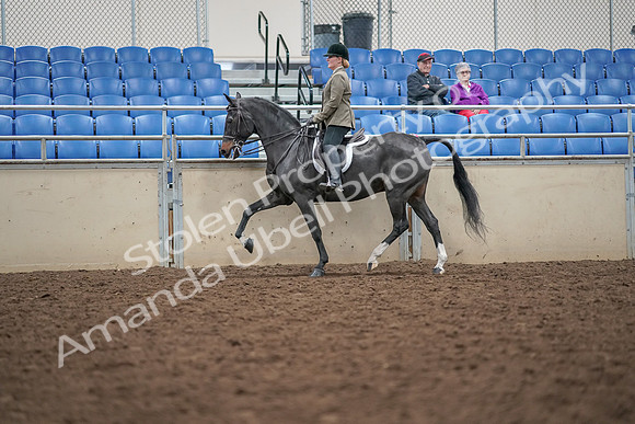 2019 Morgan Horse Show - Aug 30, 2019 - 20289