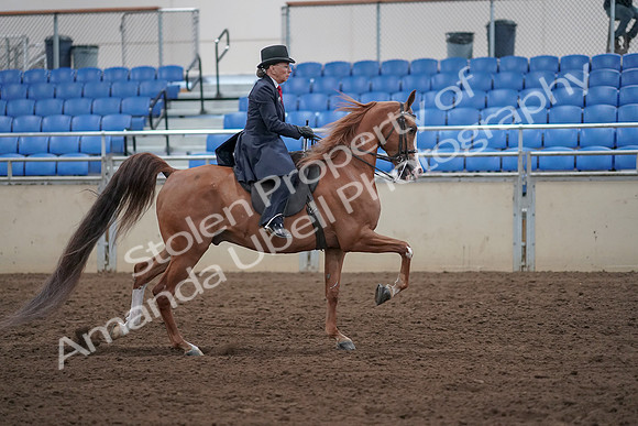 2019 Morgan Horse Show - Sept 01, 2019 - 12080