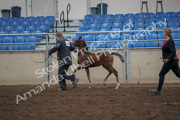 2019 Morgan Horse Show - Aug 31, 2019 - 00416