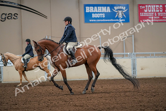 2019 Morgan Horse Show - Aug 30, 2019 - 22442