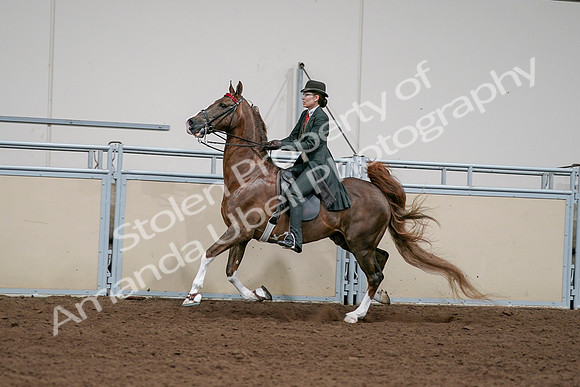 2020 - AB Morgan Horse - Sat, Sept 05 - 13049