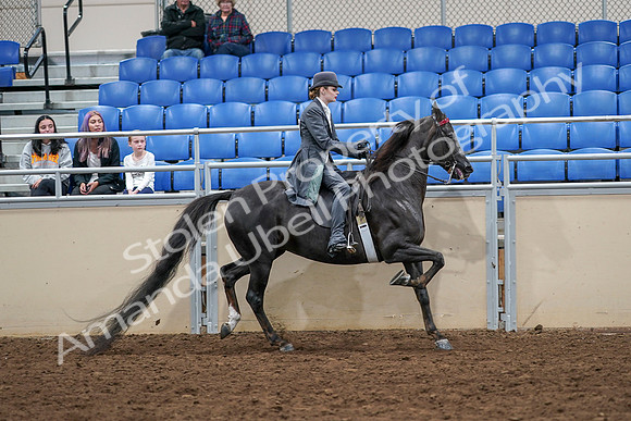 2020 - AB Morgan Horse - Sat, Sept 05 - 13962
