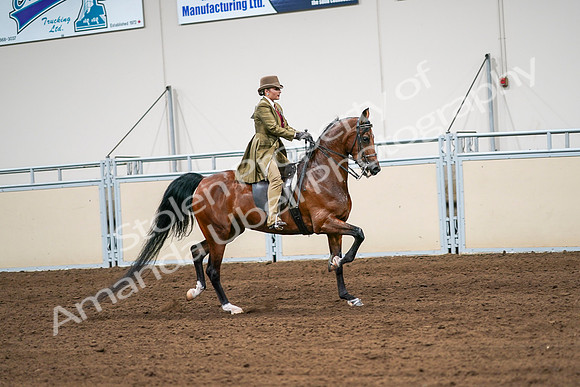 2020 - AB Morgan Horse - Sat, Sept 05 - 08180