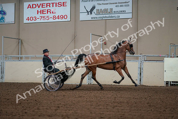 2019 Morgan Horse Show - Aug 30, 2019 - 13433