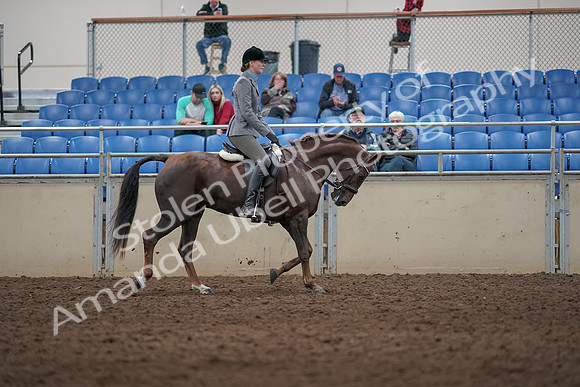 2019 Morgan Horse Show - Aug 31, 2019 - 07435