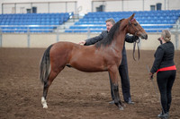 2019 Morgan Horse Show - Aug 31, 2019 - 00133