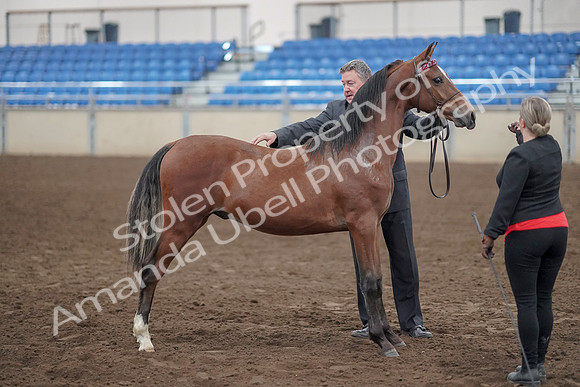 2019 Morgan Horse Show - Aug 31, 2019 - 00133