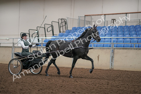 2019 Morgan Horse Show - Aug 31, 2019 - 04753