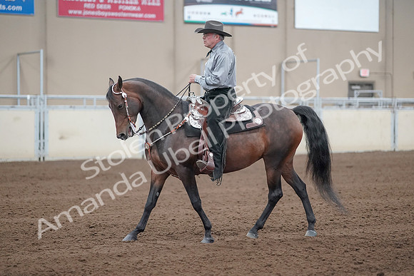 2019 Morgan Horse Show - Sept 01, 2019 - 07220