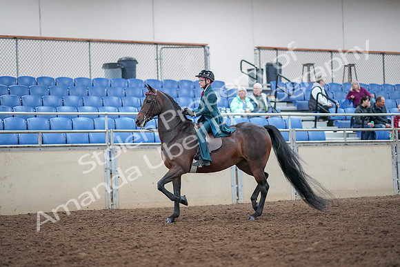 2019 Morgan Horse Show - Aug 30, 2019 - 17836