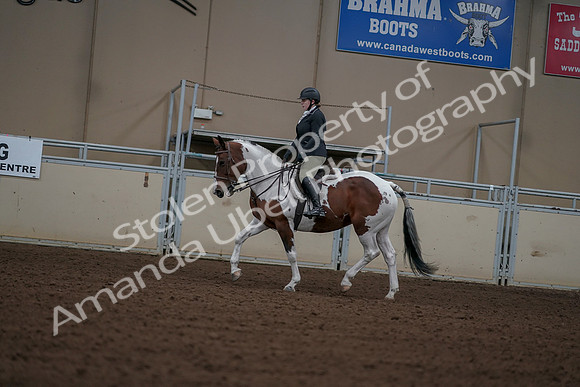 2019 Morgan Horse Show - Aug 30, 2019 - 14899