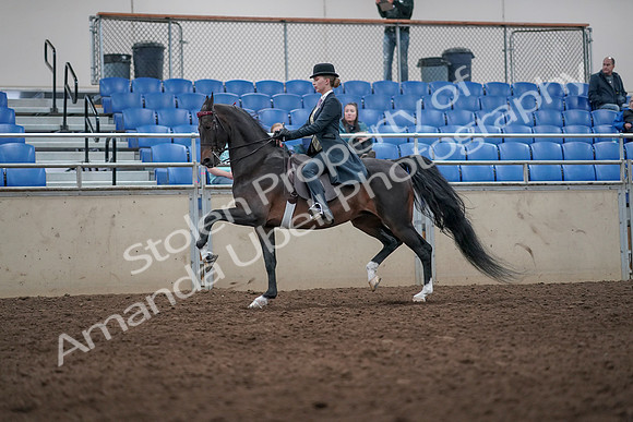 2019 Morgan Horse Show - Aug 31, 2019 - 08729